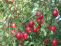 farm1_fall_ornamentals_finished004004.jpg