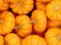 farm1_fall_ornamentals_finished005014.jpg