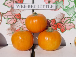 farm1_fall_ornamentals_finished009005.jpg