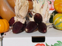 farm1_fall_ornamentals_finished011001.jpg