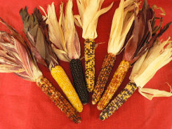 farm1_fall_ornamentals_finished011007.jpg